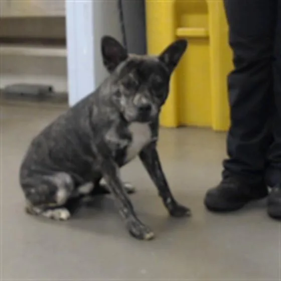 An adult large-sized male Pit Bull Terrier dog named Julius for adoption in Phoenix, AZ