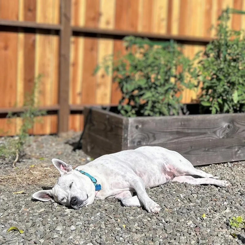 A senior large-sized female Pit Bull Terrier dog named Theia for adoption in Oakland, CA