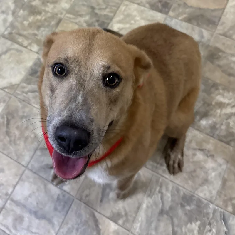 A young medium-sized female Red / Chestnut / Orange Labrador Retriever dog named Jk Growling for adoption in Pilot Point, TX