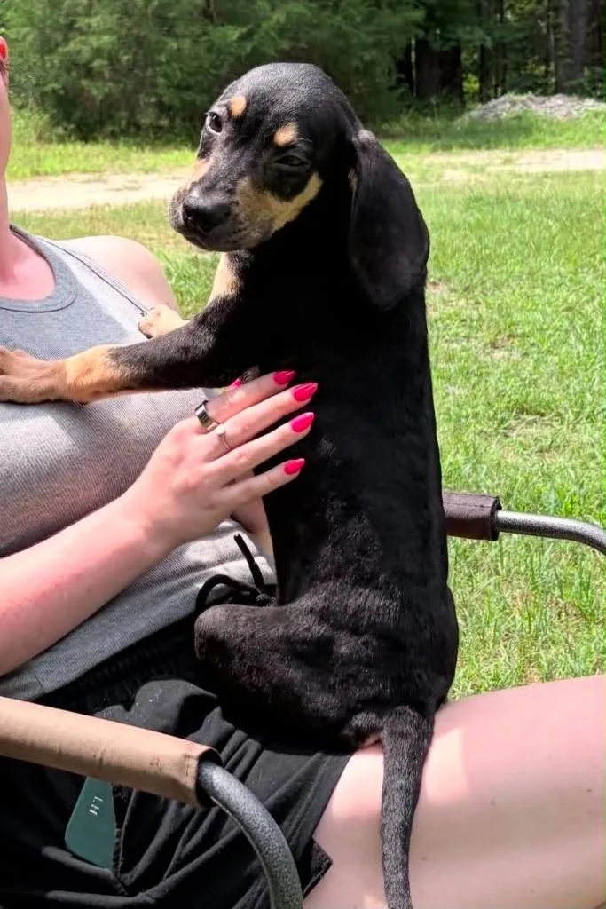 A baby small-sized male Hound dog named Bandit for adoption in Augusta, GA