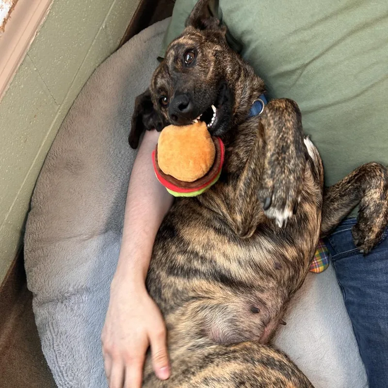 An adult medium-sized female Brindle Hound dog named Maggie for adoption in South Elgin, IL