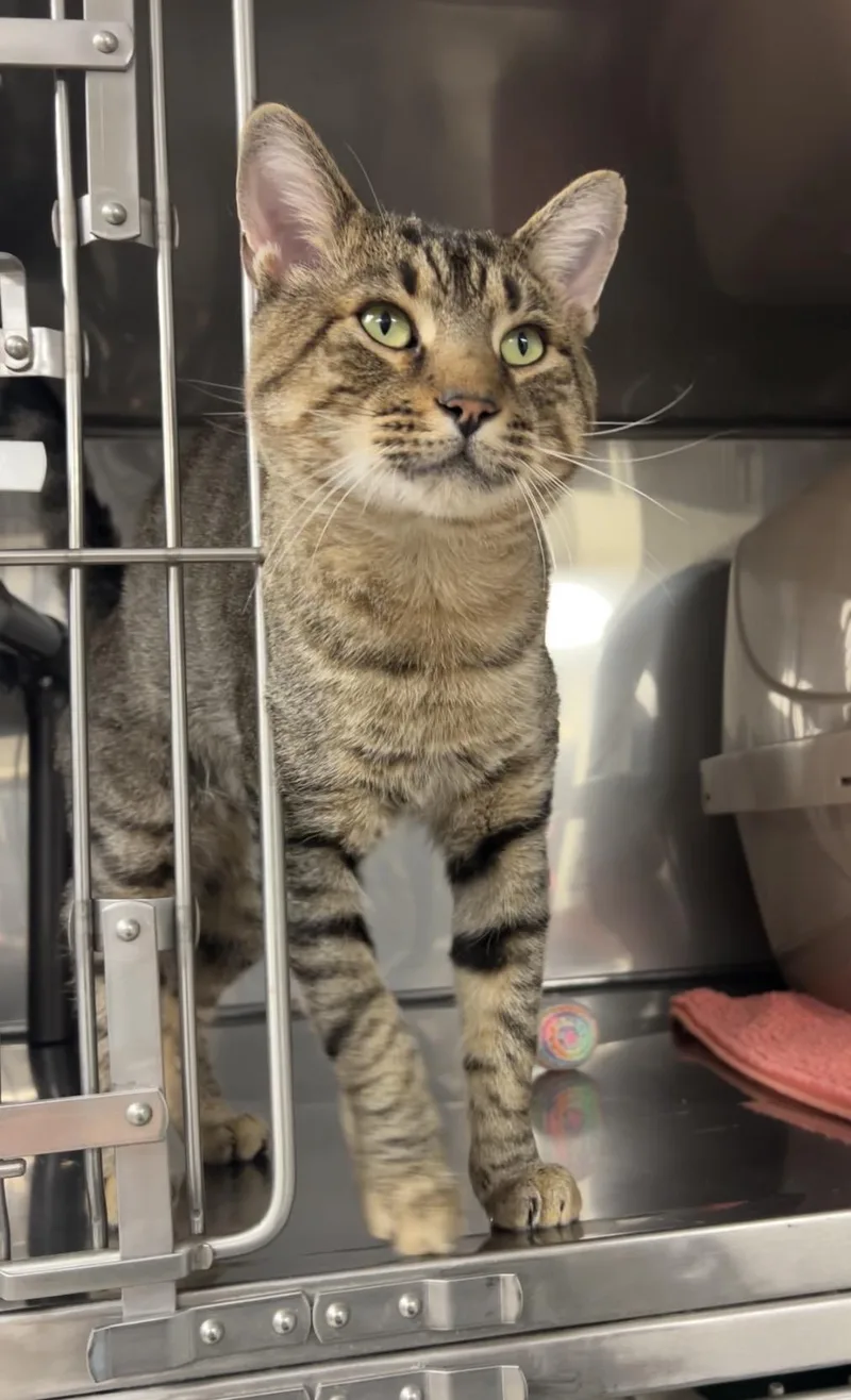 A young medium-sized male Tabby (Brown / Chocolate) Domestic Short Hair cat named Tigre for adoption in Montville, NJ