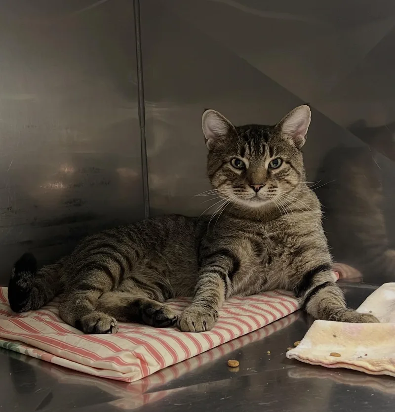 Tigre thumbnail 2