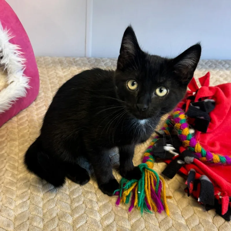 A baby small-sized male Black American Shorthair cat named Bean for adoption in Fort Wayne, IN