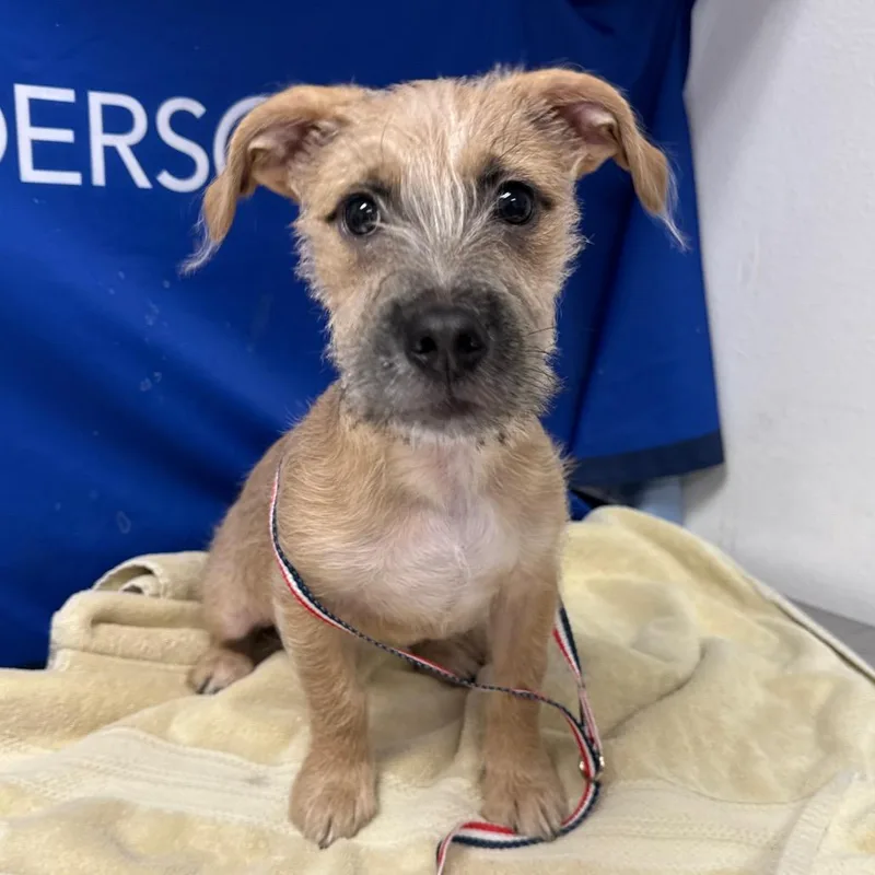 A young medium-sized male Sable Terrier dog named Sable for adoption in Henderson, NV
