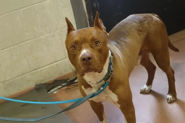 An adult medium-sized male Mixed Breed dog named Dexter for adoption in Columbia, SC