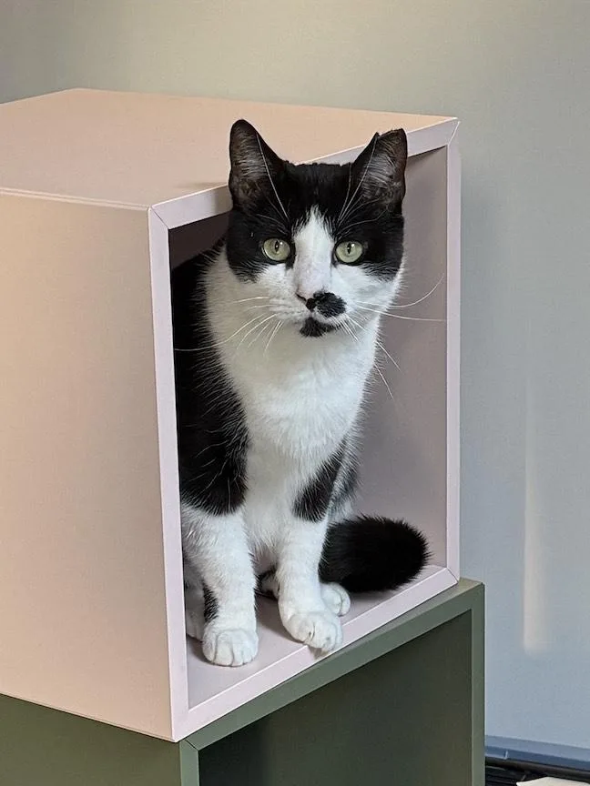 An adult medium-sized male Black & White / Tuxedo Domestic Short Hair cat named Baffi for adoption in New York, NY