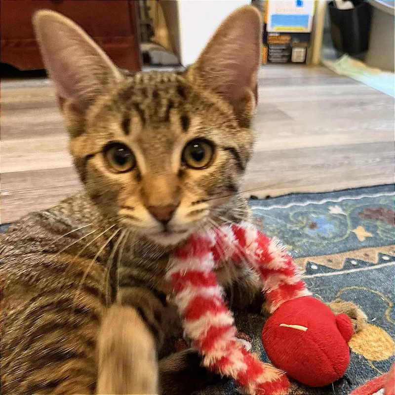 A baby small-sized female Domestic Short Hair cat named Zinnia for adoption in Cumming, GA