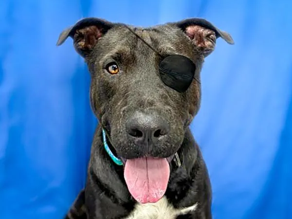 An adult large-sized male American Staffordshire Terrier dog named Nigel for adoption in Portland, OR