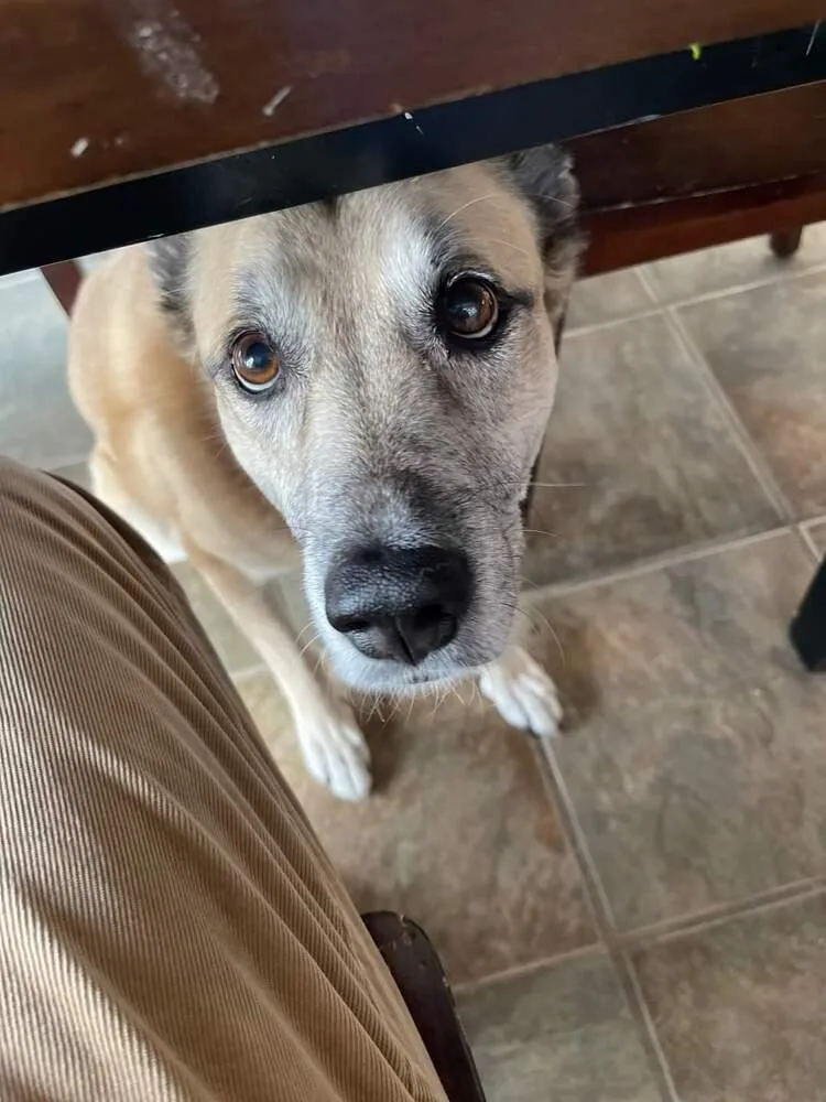 Sarge  Â Tennis thumbnail 3