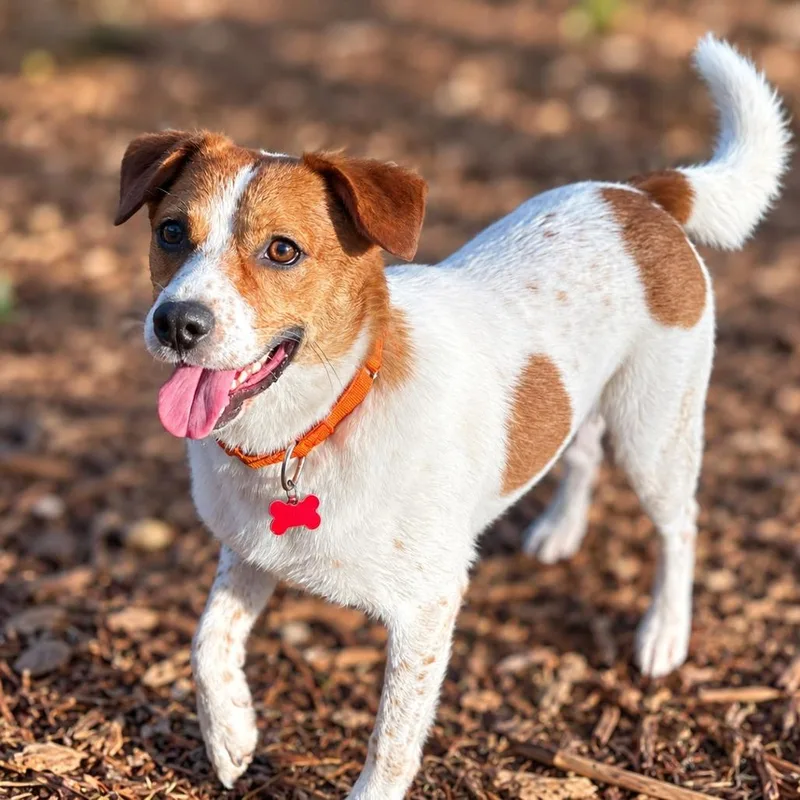 An adult medium-sized male Cattle Dog dog named Denver for adoption in Boerne, TX