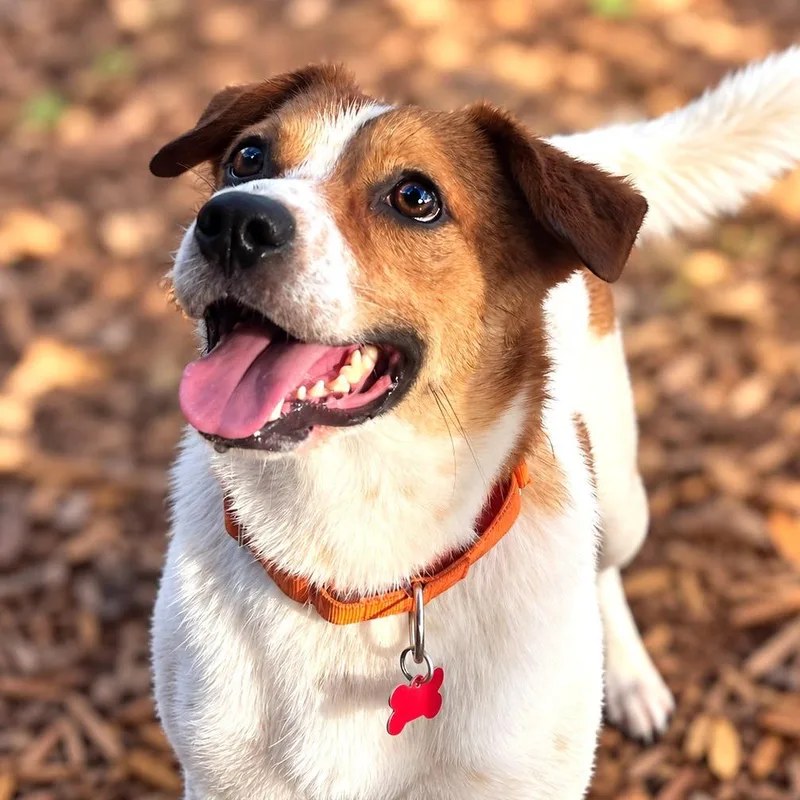 Denver thumbnail 3