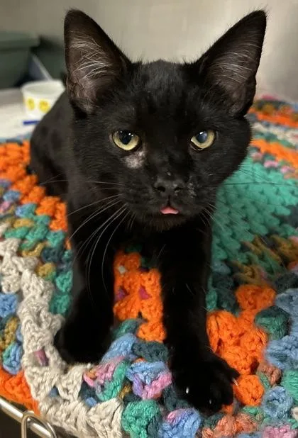 An adult small-sized male Domestic Short Hair cat named Luca for adoption in Phoenix, AZ