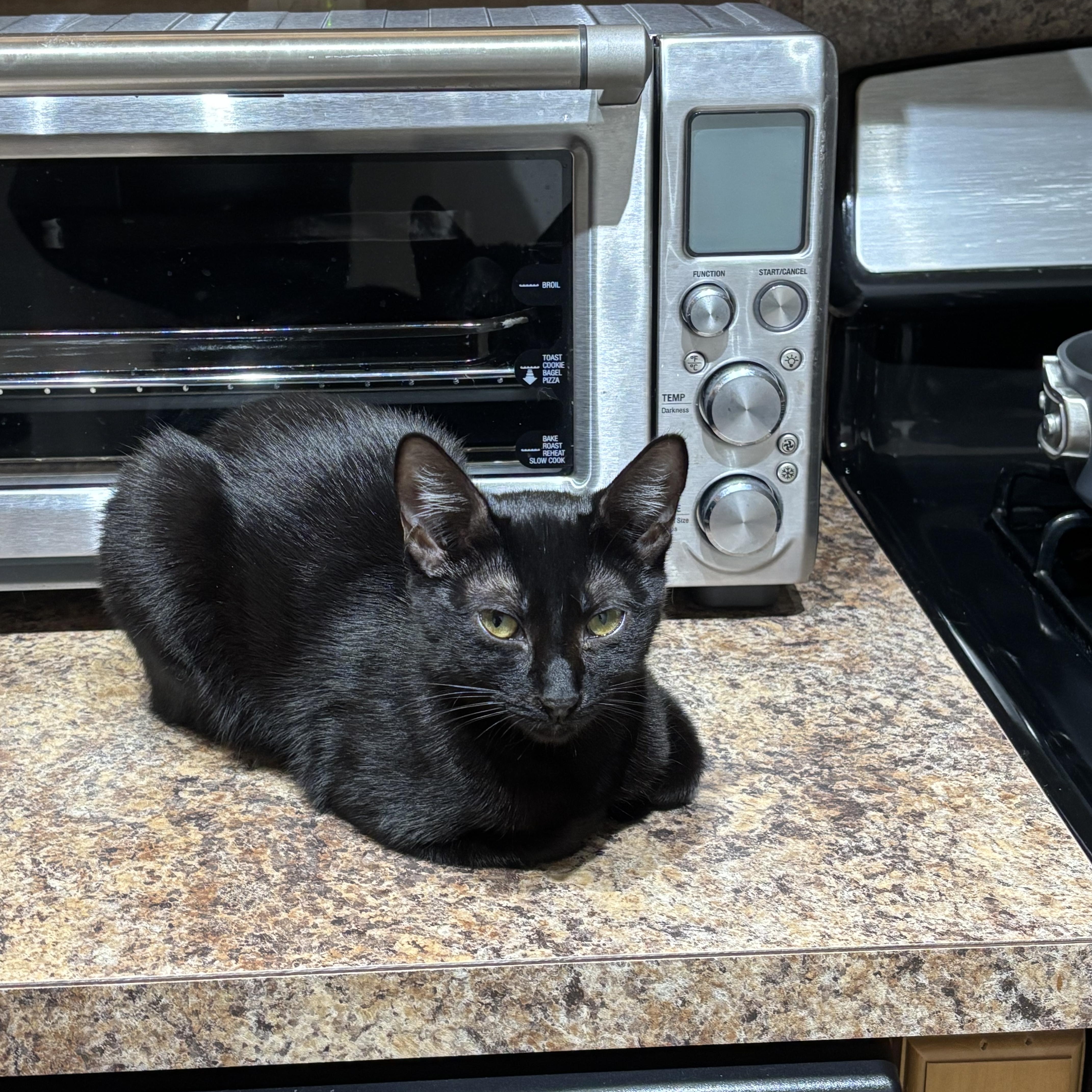 Cappuccino thumbnail 2