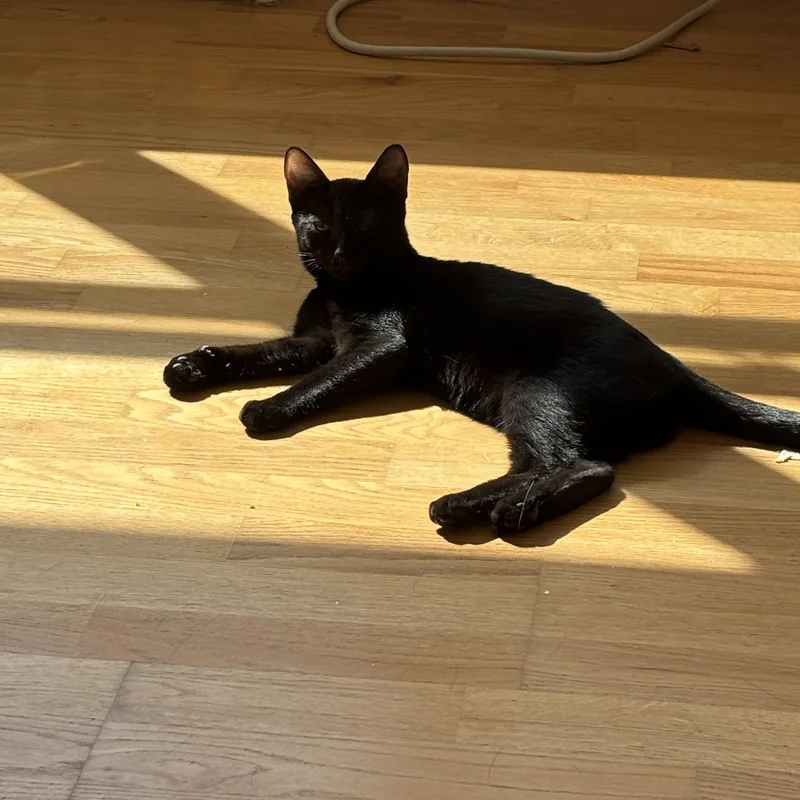 Cappuccino thumbnail 3