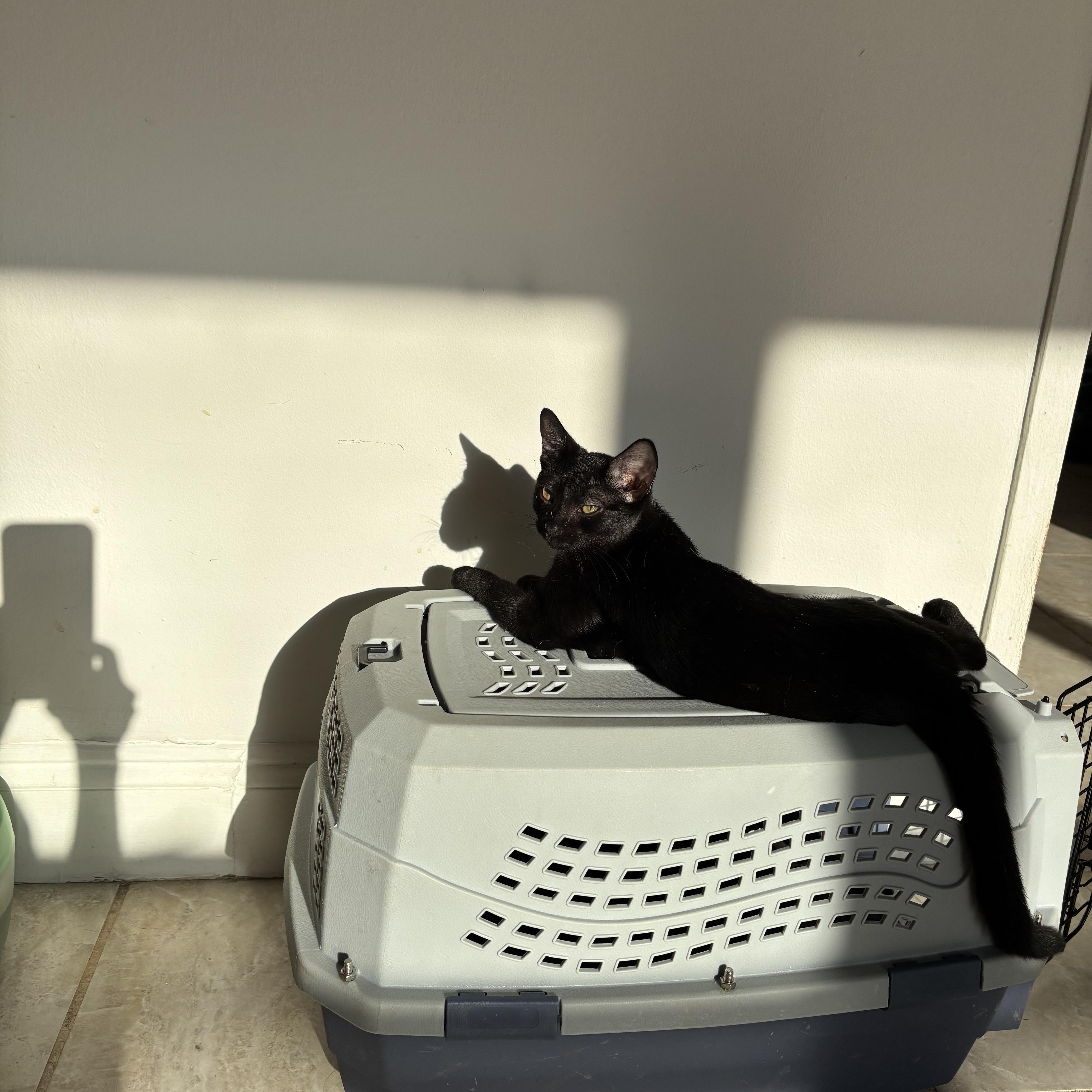 Cappuccino thumbnail 4