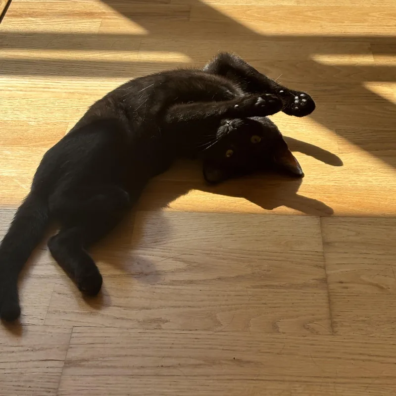 Cappuccino thumbnail 6