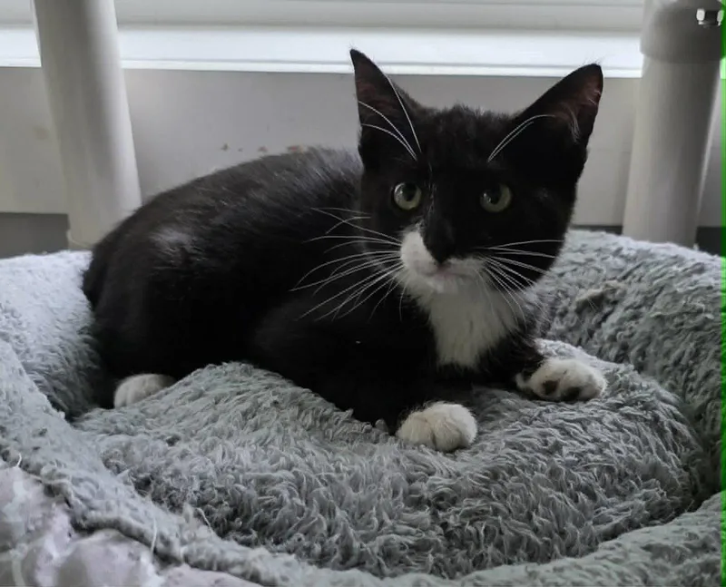 A baby medium-sized male Domestic Short Hair cat named Andre for adoption in Woodsfield, OH