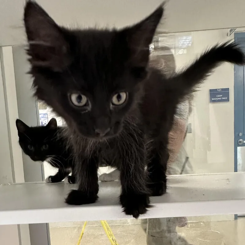 A baby small-sized male Black Domestic Medium Hair cat named Potion for adoption in Manassas, VA