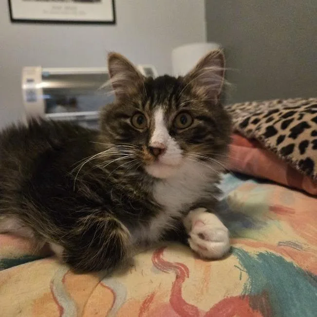 A young small-sized male Brown / Chocolate Domestic Long Hair cat named Steeler for adoption in Sioux Falls, SD