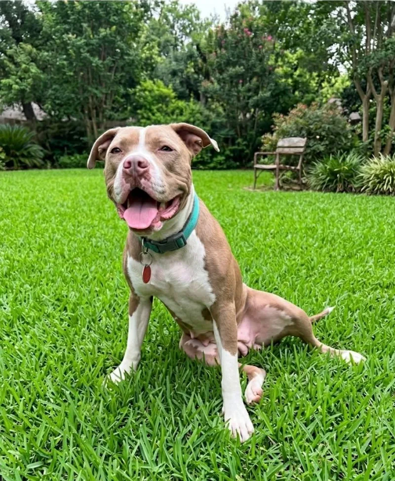 A young medium-sized female Yellow / Tan / Blond / Fawn American Staffordshire Terrier dog named Rosie for adoption in Seguin, TX