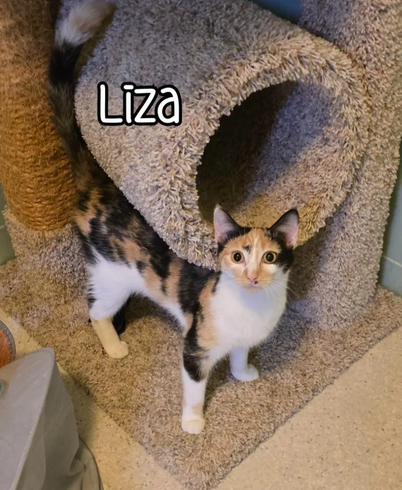 Liza