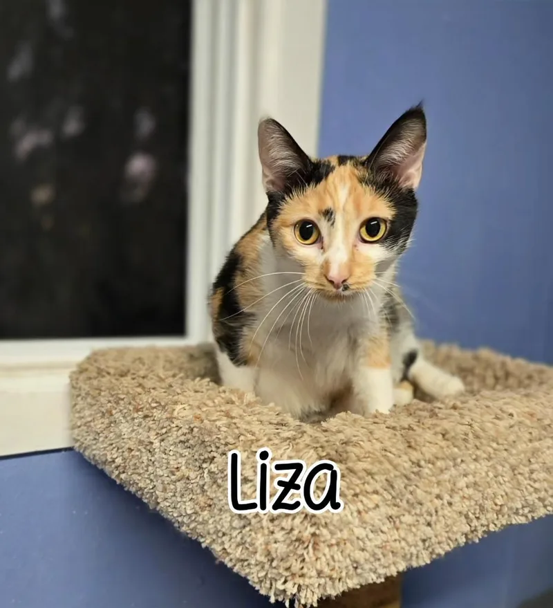 Liza thumbnail 2