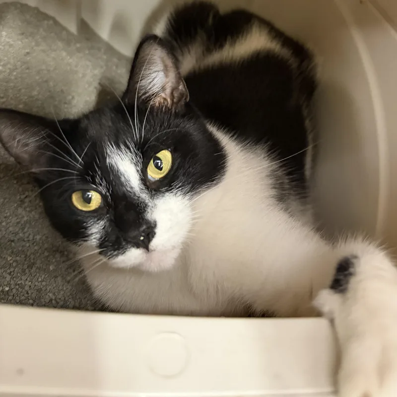 An adult medium-sized female Black & White / Tuxedo Domestic Short Hair cat named Maine for adoption in Palm Harbor, FL