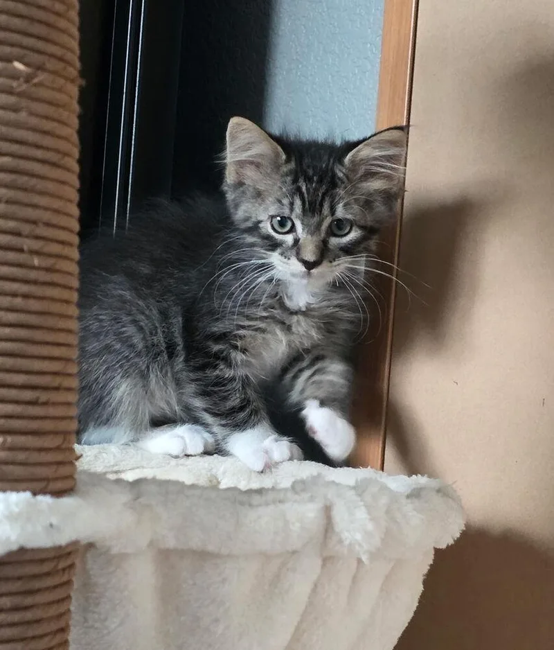 A baby small-sized male Domestic Medium Hair cat named Johnny for adoption in Parker, CO