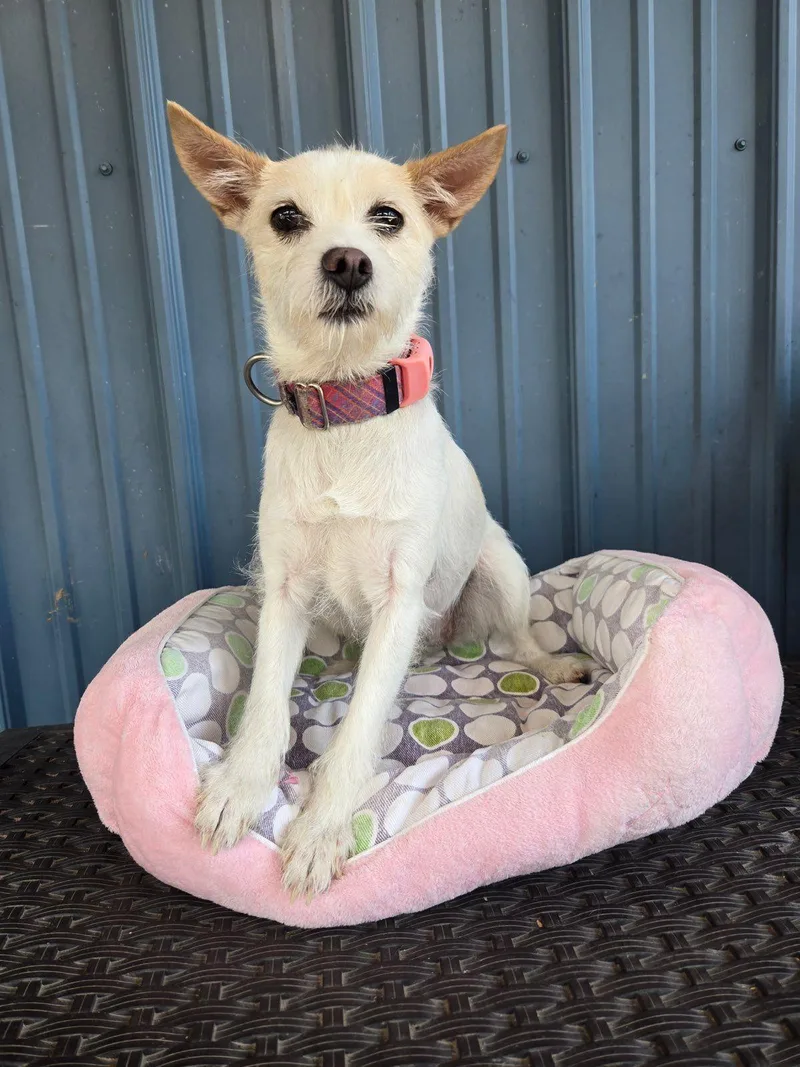 An adult small-sized female White / Cream Terrier dog named Rain for adoption in Carneys Point, NJ
