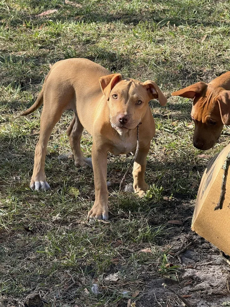 A young large-sized male Mixed Breed dog named Wilbur for adoption in Gainesville, FL