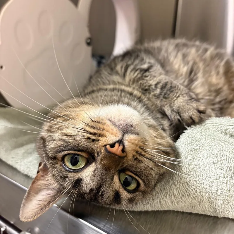 A senior medium-sized female Brown / Chocolate Domestic Short Hair cat named Lola for adoption in York, PA