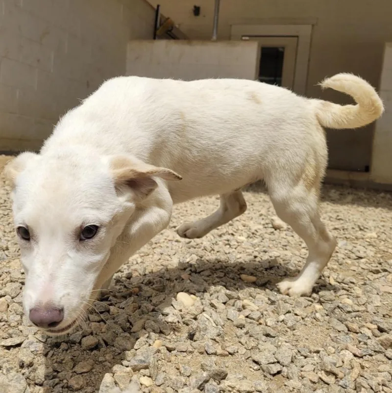 A baby medium-sized male White / Cream Shepherd dog named Jasper for adoption in Cumberland, RI