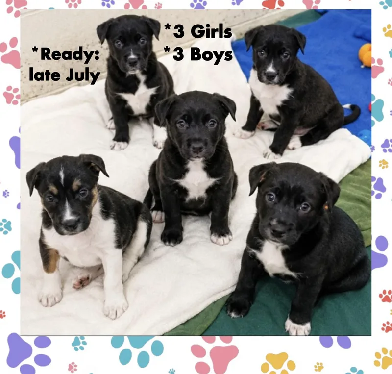 A baby medium-sized female Black Mixed Breed dog named Callies Six Puppies for adoption in Westfield, NY
