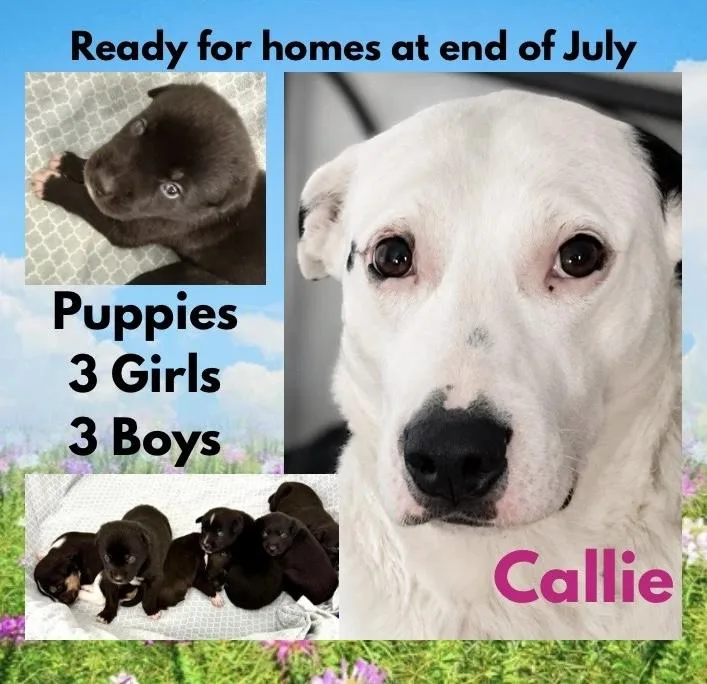 Callies Six Puppies thumbnail 3