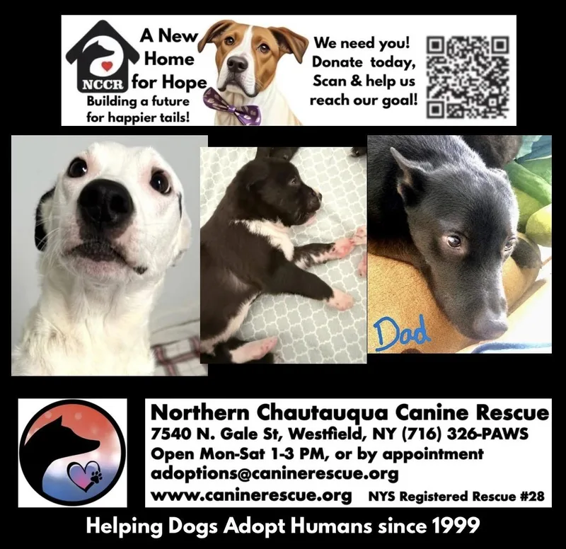 Callies Six Puppies thumbnail 4