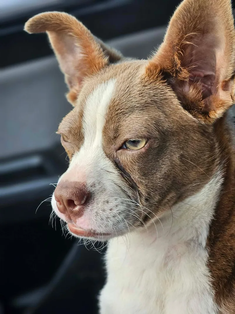 A young small-sized female White / Cream Boston Terrier dog named Giget for adoption in Glocester, RI