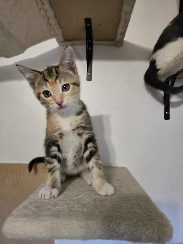 A baby small-sized female Domestic Short Hair cat named Teramisu for adoption in Plymouth, MI