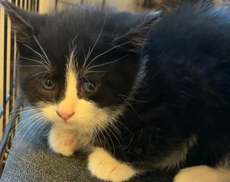 A baby small-sized male Domestic Short Hair cat named Pumbaa for adoption in Elizabethton, TN