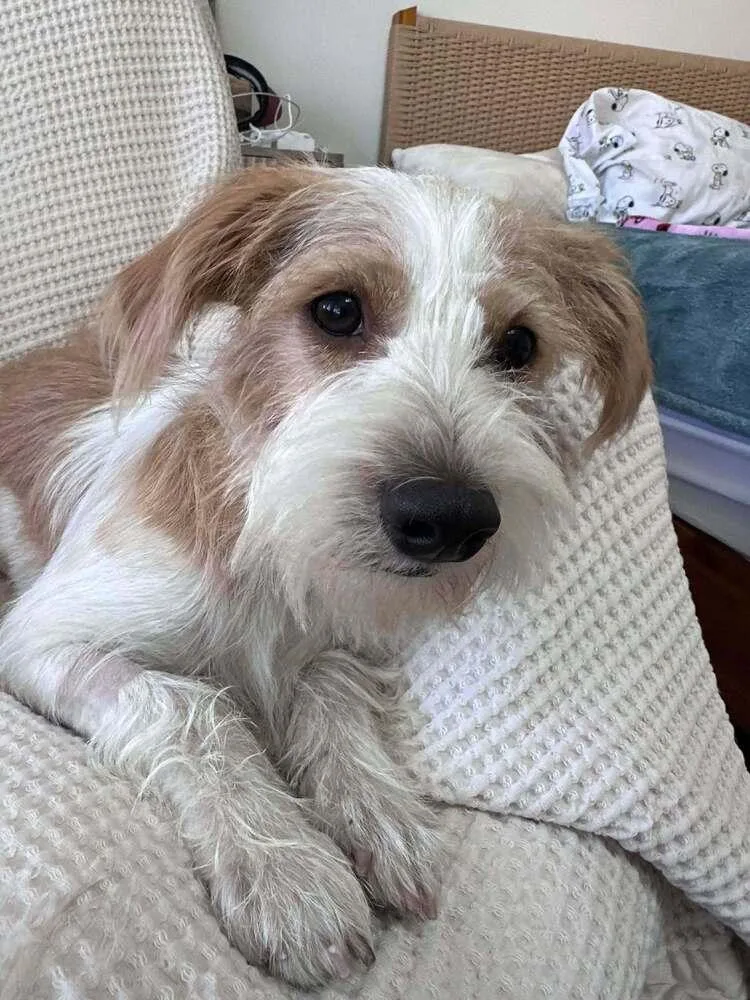 An adult small-sized male Terrier dog named Baxter for adoption in Mission Viejo, CA
