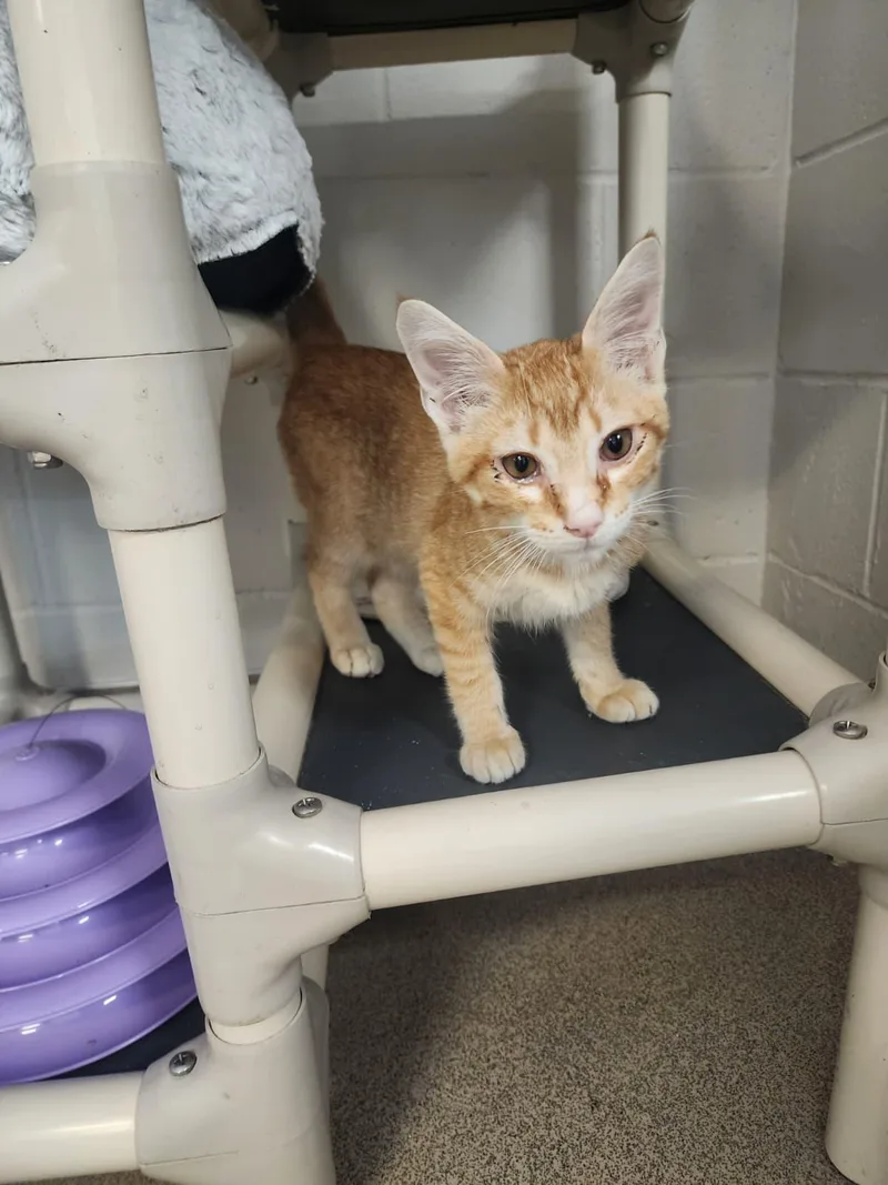 A baby medium-sized male Orange & White Domestic Short Hair cat named Dunn for adoption in Slidell, LA
