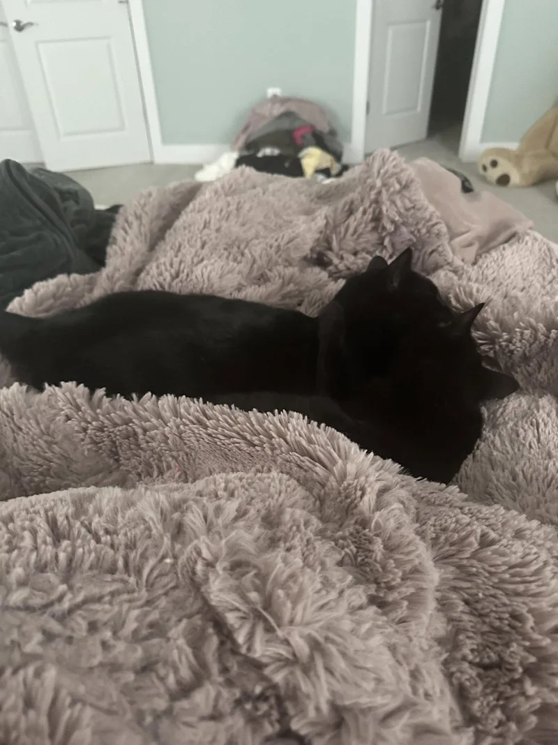 An adult medium-sized female Black Domestic Short Hair cat named Applebonded for adoption in Herndon, VA