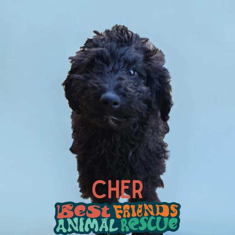 A baby small-sized female Poodle dog named Cher for adoption in Wasilla, AK