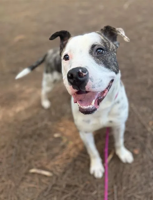 A young medium-sized male Pit Bull Terrier dog named Dreco for adoption in Charlotte, NC