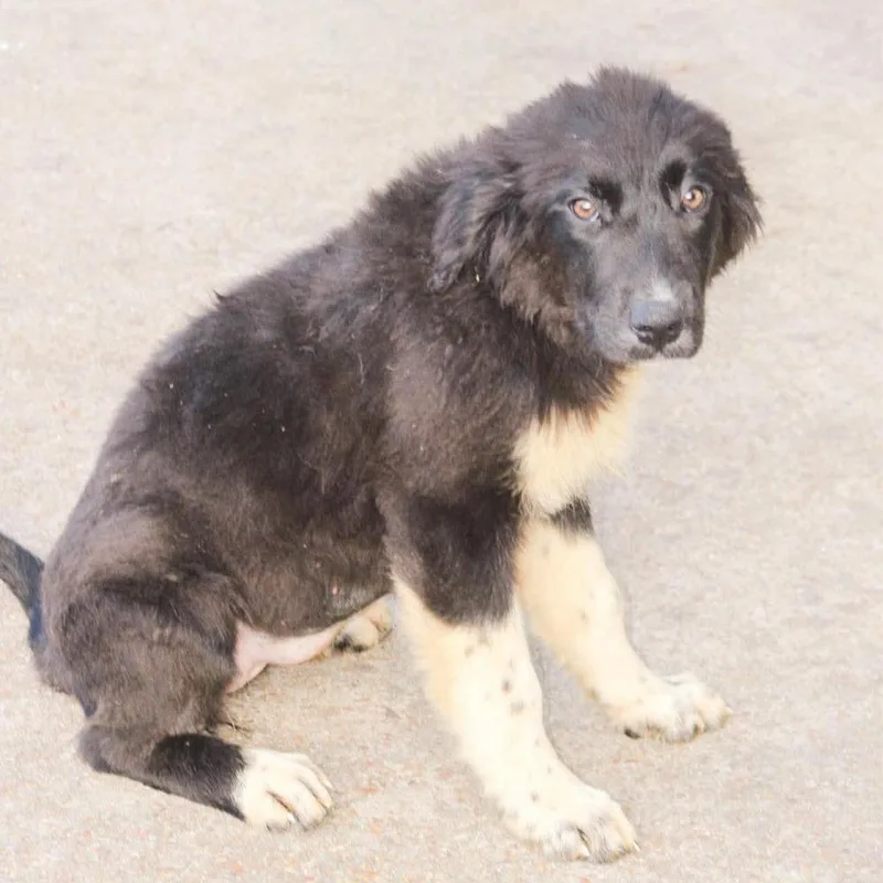 A baby large-sized female Tricolor (Brown, Black, & White) Mixed Breed dog named Smarty Pants for adoption in Groveland, MA