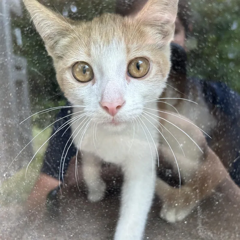 A young small-sized male Orange / Red Domestic Short Hair cat named Fireman for adoption in Greensboro, NC