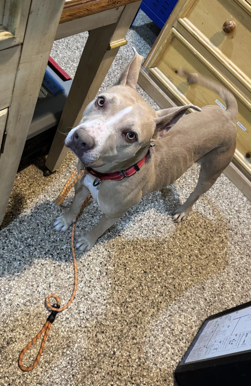 A young medium-sized female Pit Bull Terrier dog named Lanie for adoption in Stagecoach, NV