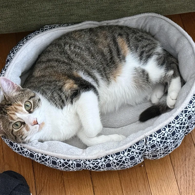 A young medium-sized female Domestic Short Hair cat named Noel for adoption in Enfield, CT