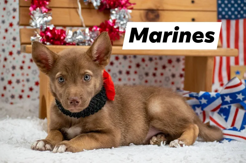 Marines