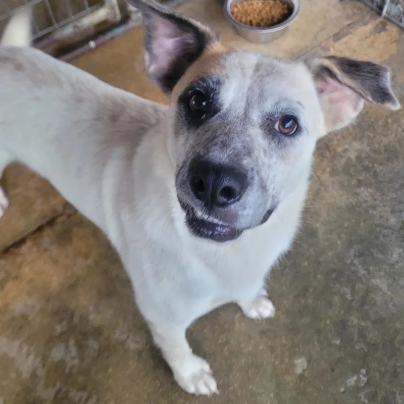 An adult medium-sized female White / Cream Great Pyrenees dog named Mae Mae for adoption in West Point, MS